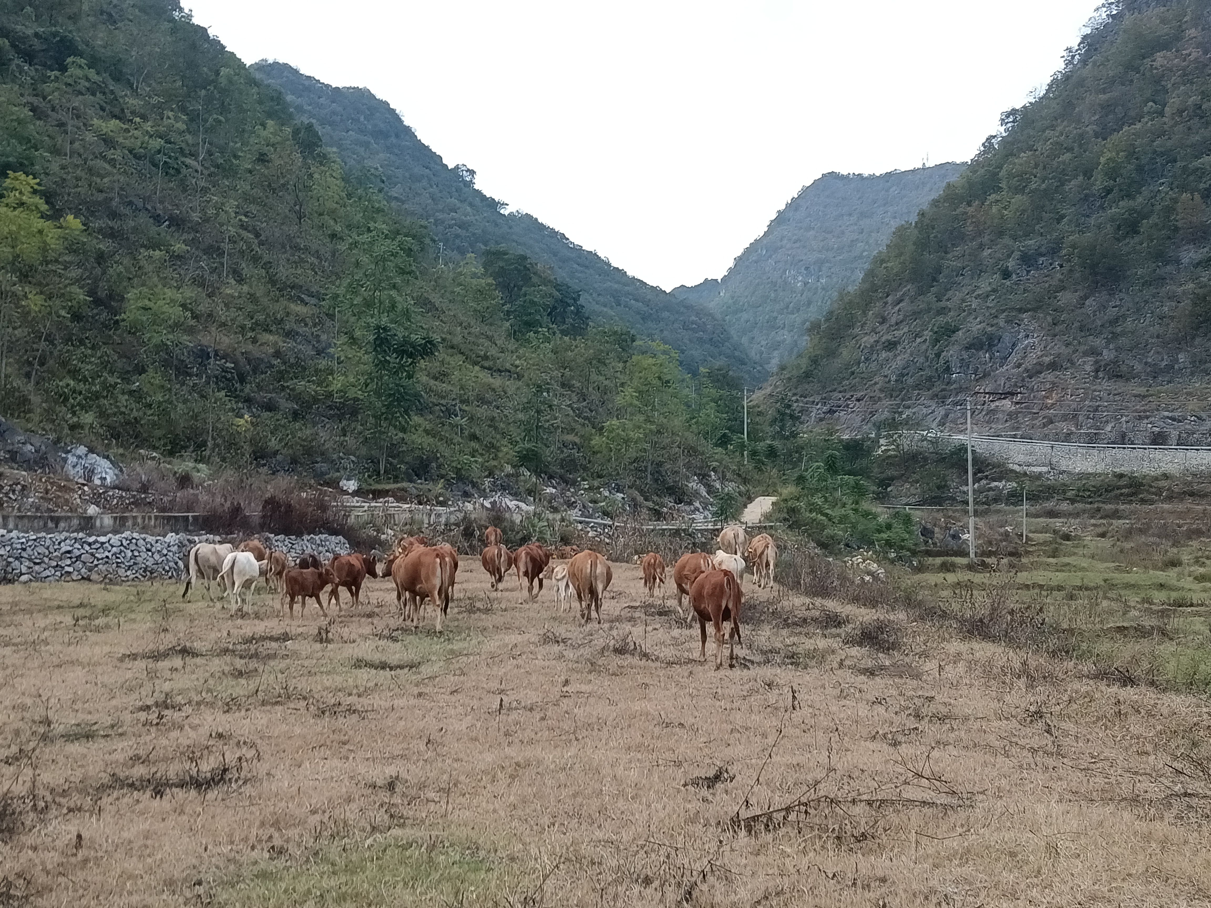 牛肉 你腩 牛筋 牛干巴