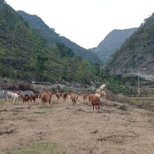 隆林县牛肉 你腩 牛筋 牛干巴