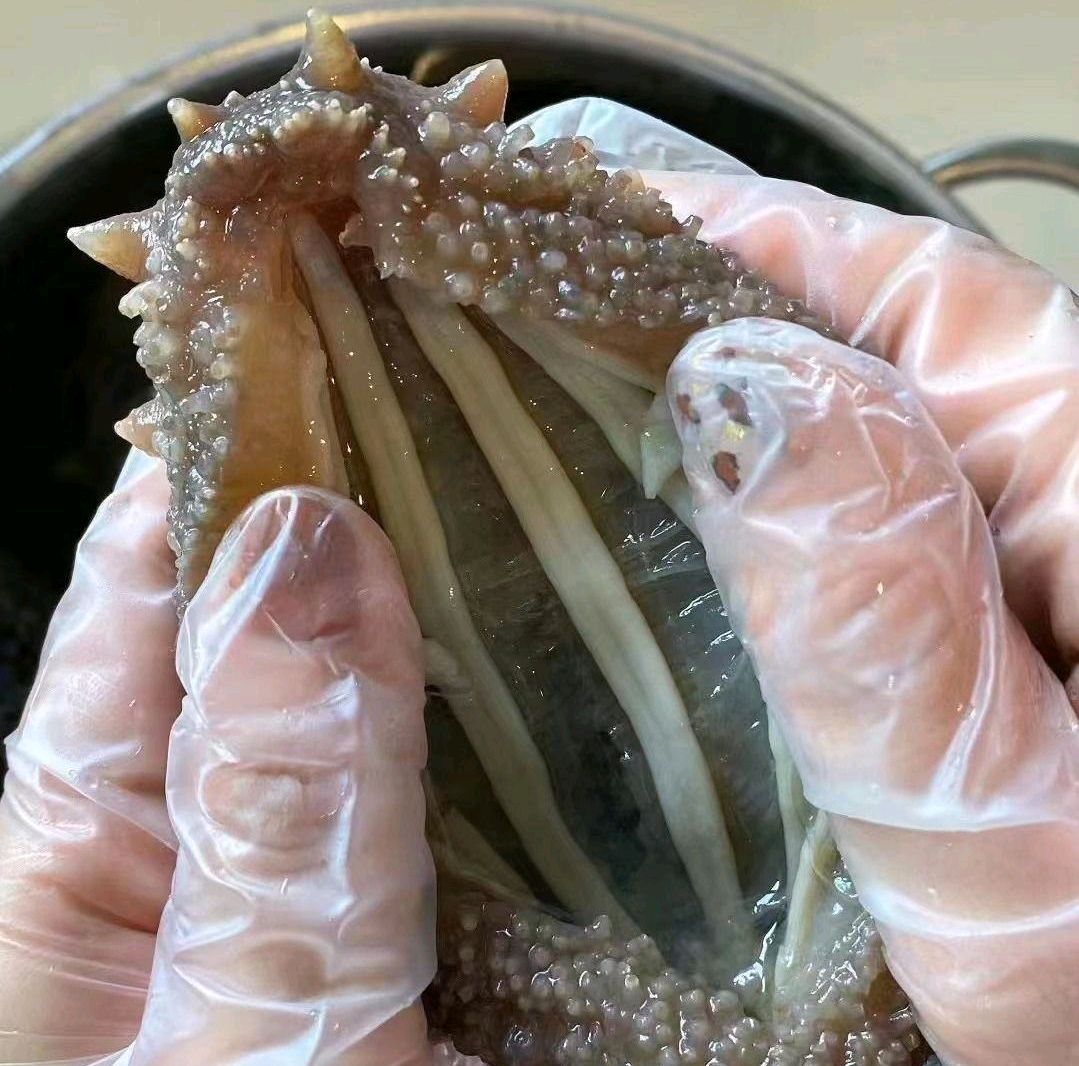 鲜食海参即食海参刺参，一手货源，产地直发，欢迎来电