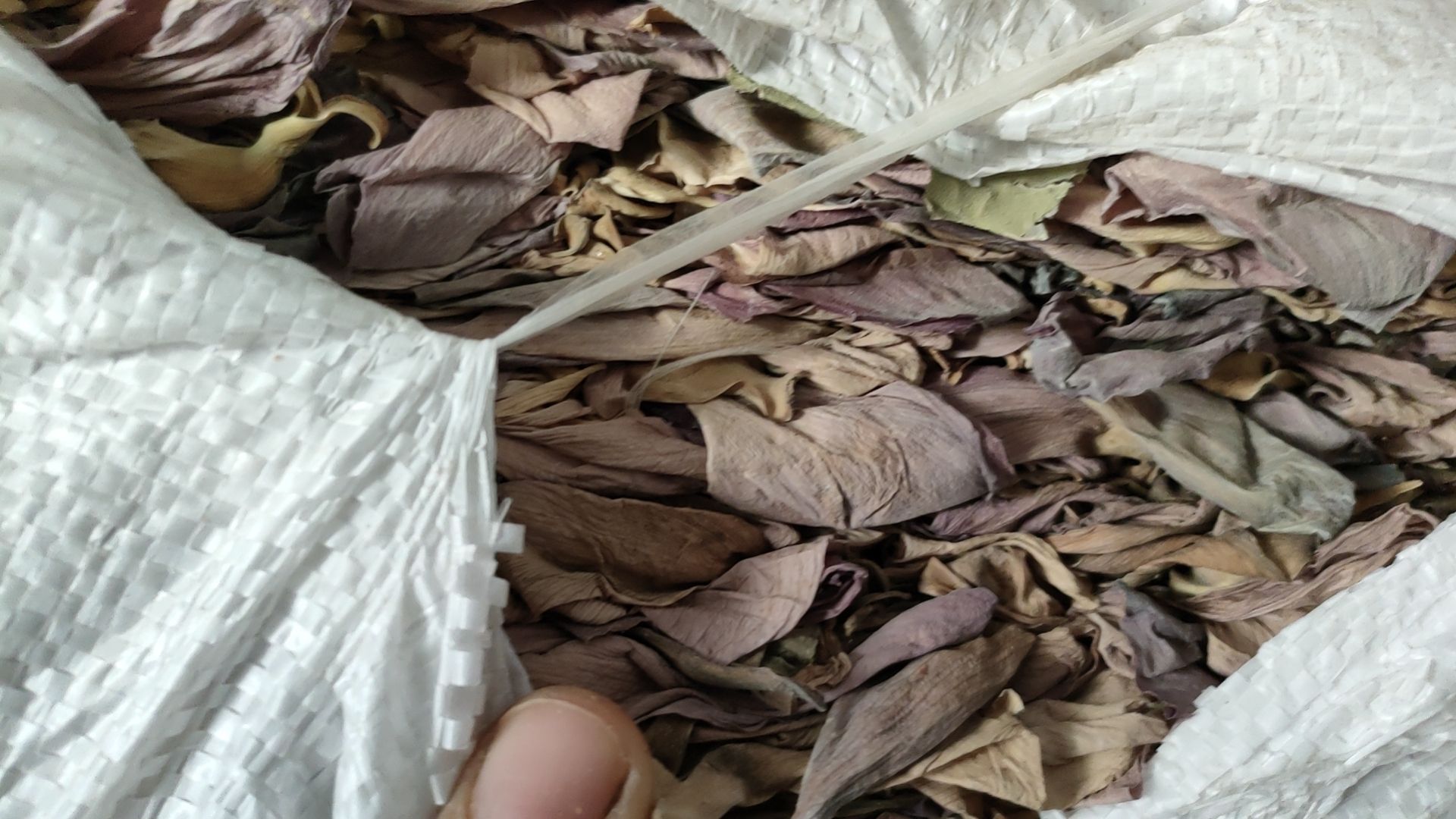 荷花掰天然晒制压缩包