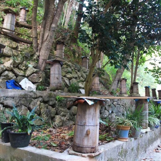 常山县农家土蜂蜜出售