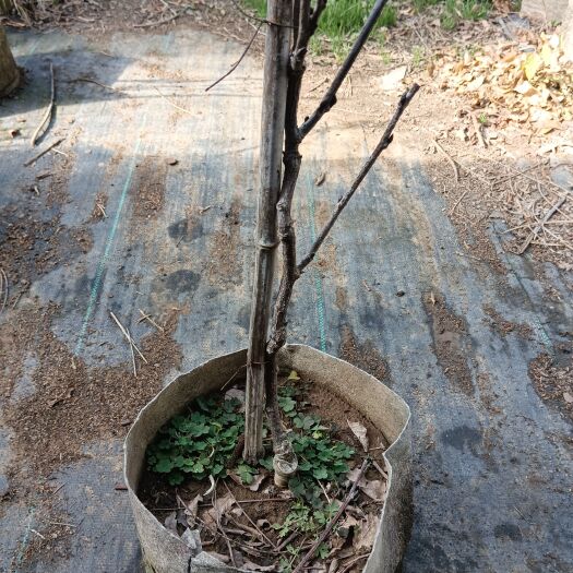 临沂多花丰花紫