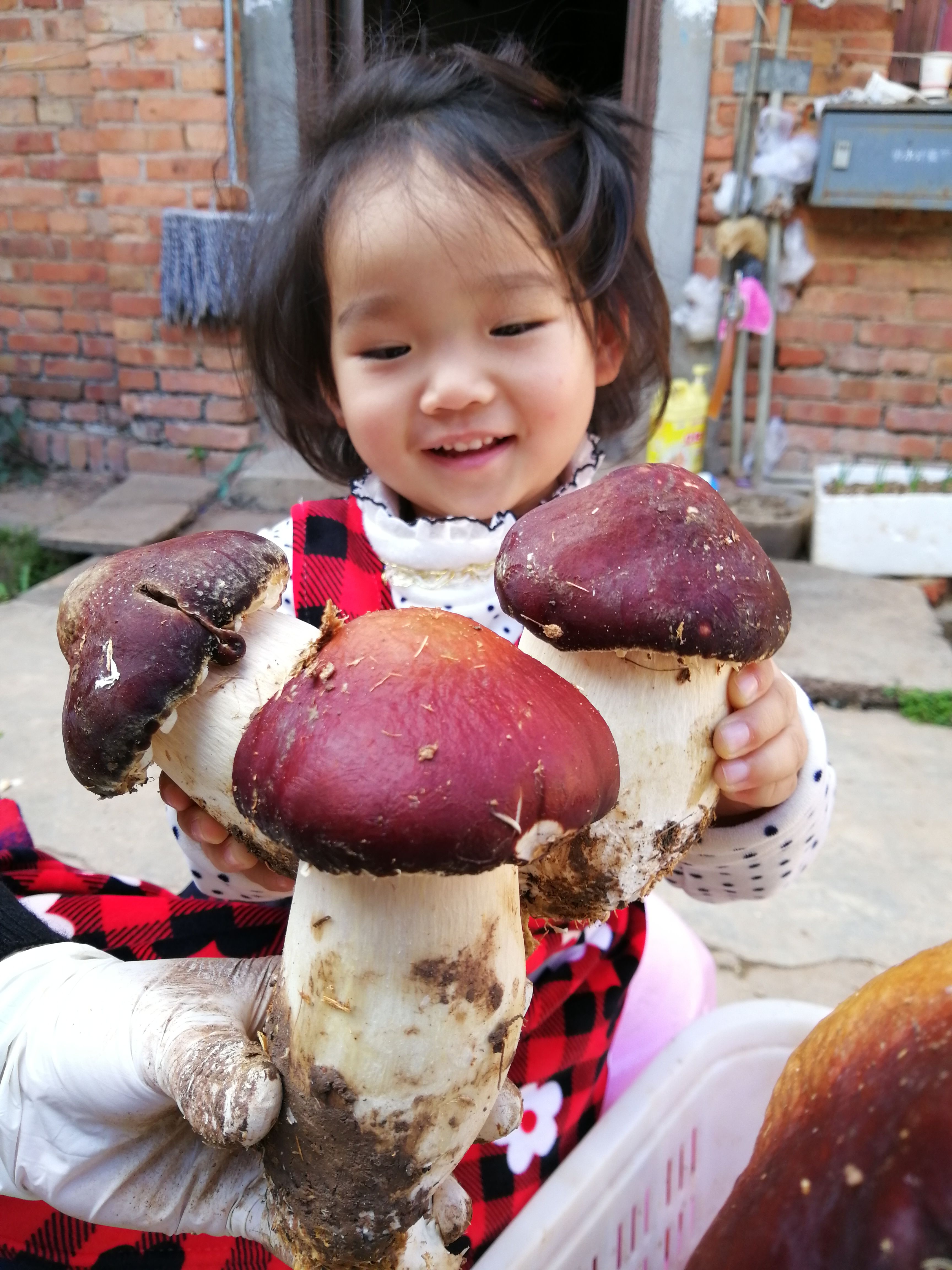 赤松茸大片、人工松茸中心片，精包装