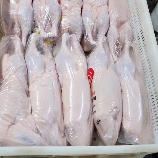 禹城市冷冻白条鸭 鸭肉无破皮无淤血 质量有保证量大优惠