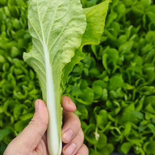 绵阳优质小白菜，产地直销。