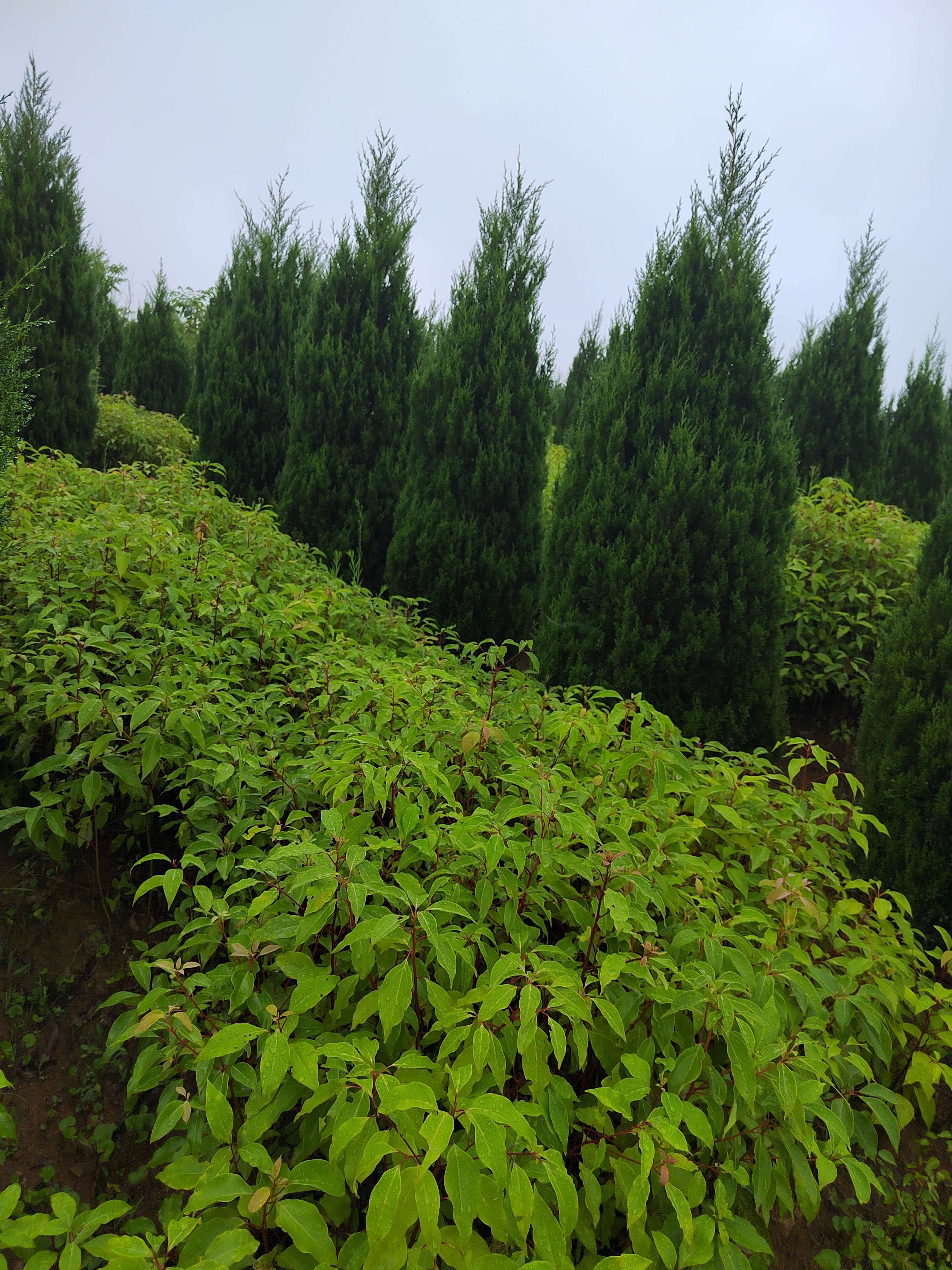 香樟