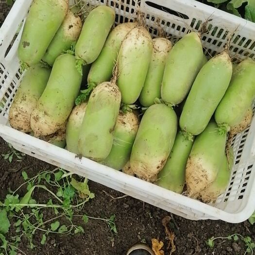 南阳青萝卜