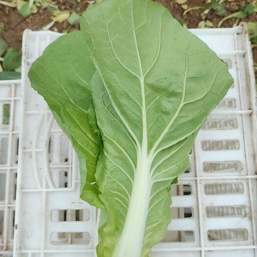 颍上县小白菜毛白菜