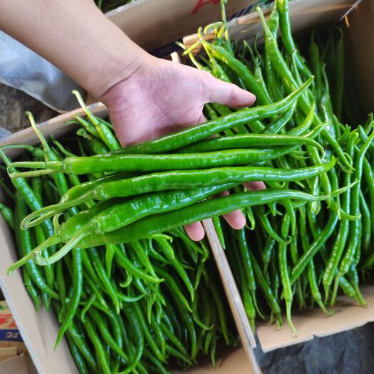 徐闻县大量批发线椒，茄子