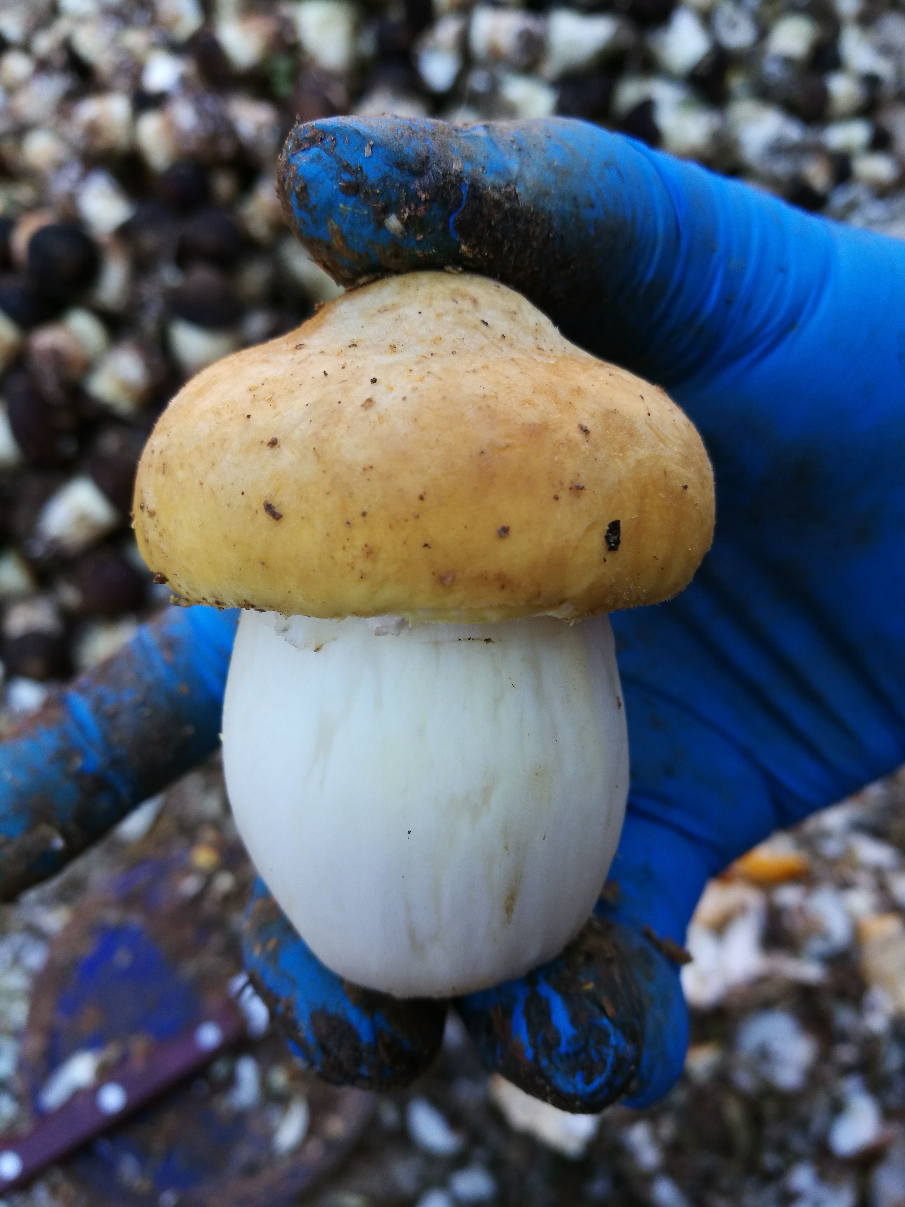 干松茸 大球盖菇赤松茸抽心片、人工松茸大菇中心片
