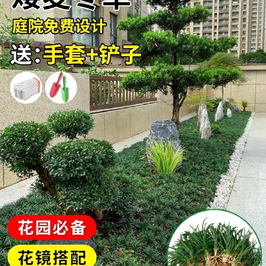 杭州日本矮麦冬草苗耐寒别墅庭院园林绿化草坪植物带土麦冬草苗玉龙草