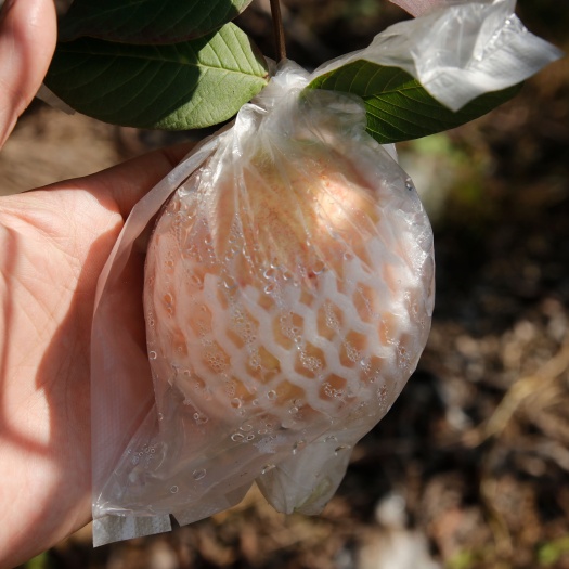 肇庆番石榴冰淇淋胭脂红番石榴软糯香甜白肉石榴10斤装/箱