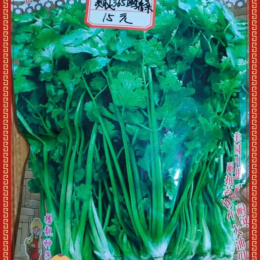 象州县贵农365四季香菜种子