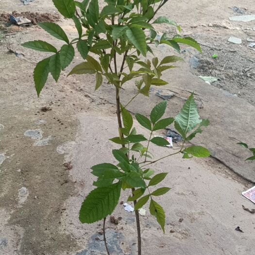广州橙钟花
