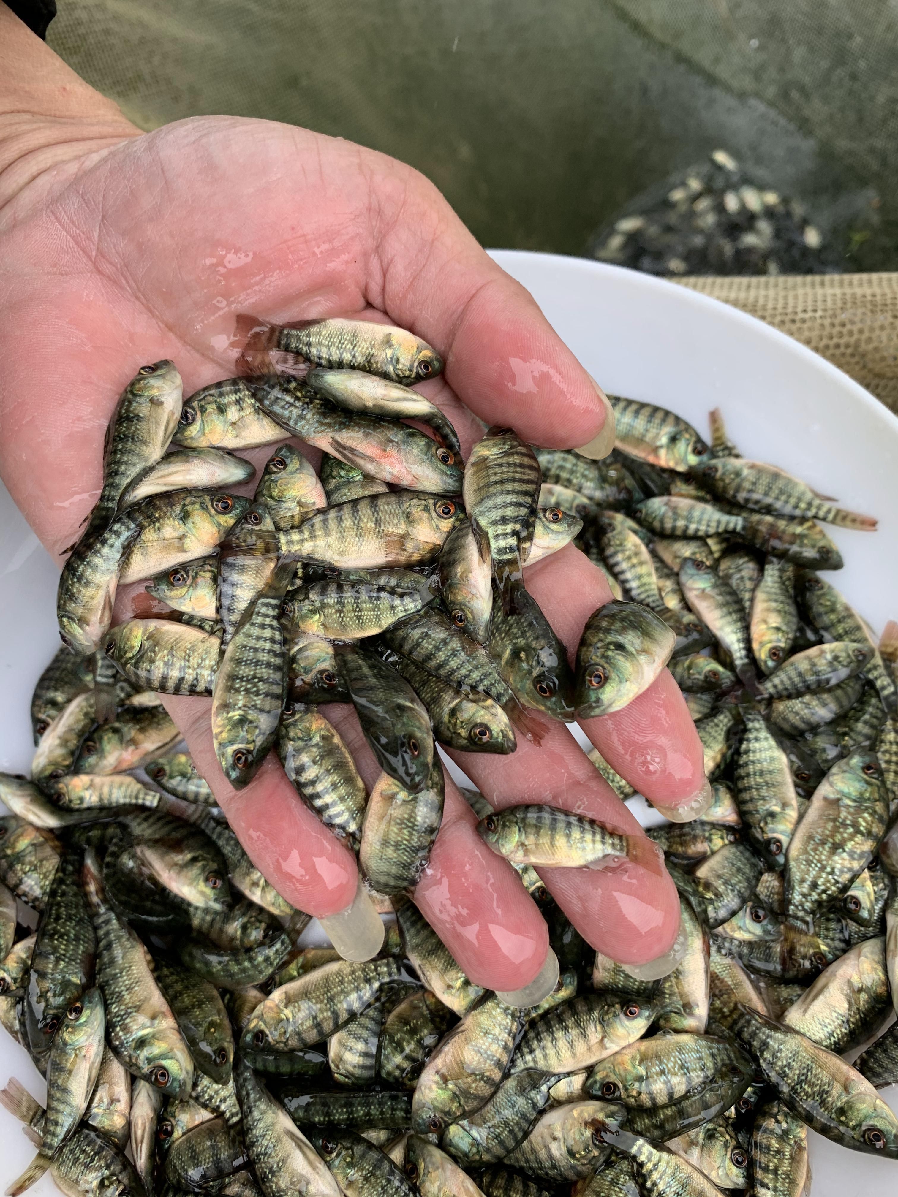 优选罗非鱼苗 淡水养殖 产地直销直供