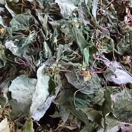 龙陵县大叶风柜斗草干货