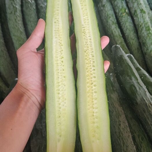 徐闻县密刺黄瓜，粉刺黄瓜，青瓜