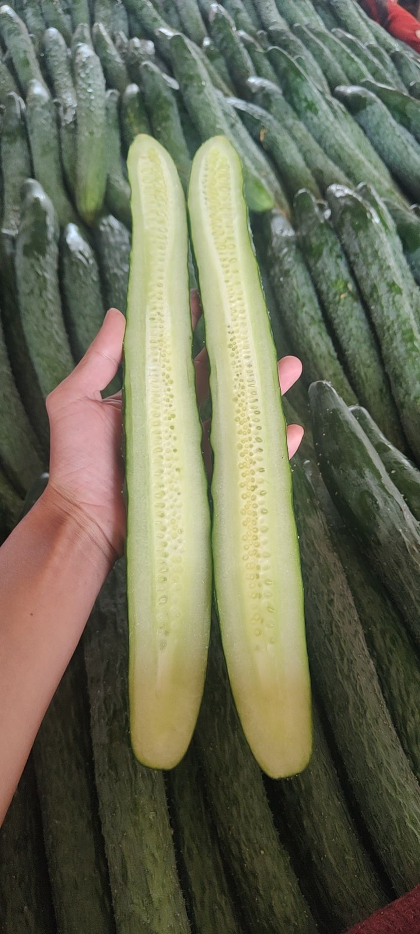 密刺黄瓜，粉刺黄瓜，青瓜