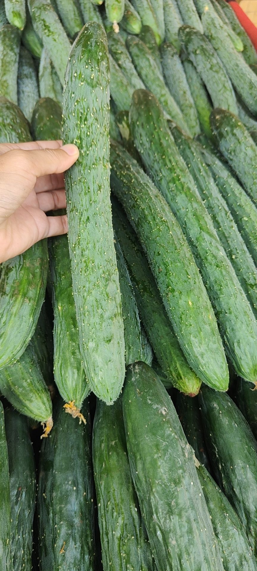 密刺黄瓜，粉刺黄瓜，青瓜