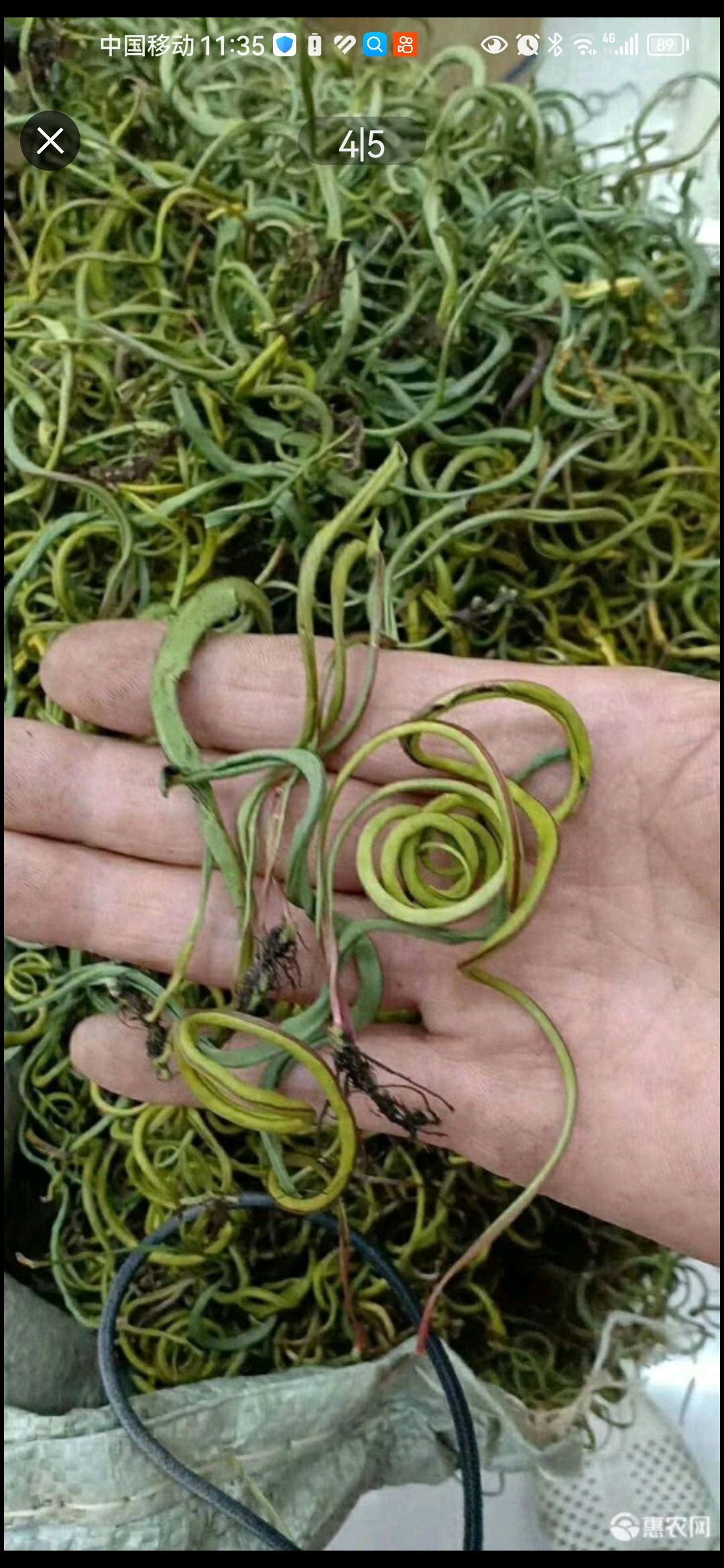 化石草 肾精草 小叶化石草 大中叶化石草【假一赔十】