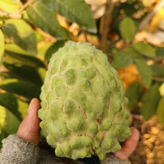 扶绥县凤梨释迦果
