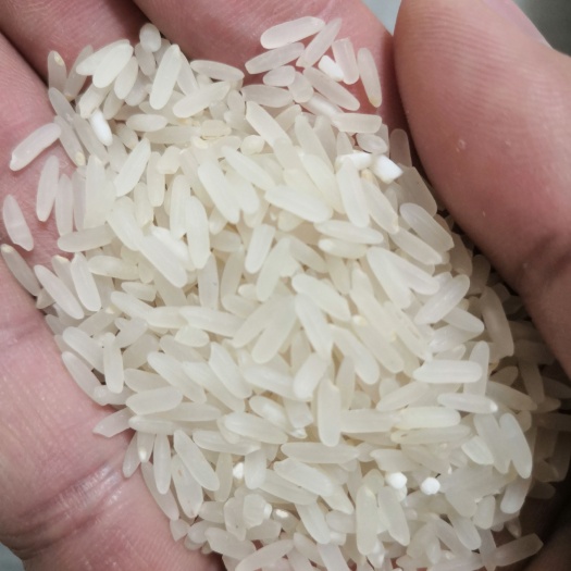 淮滨县淮河边黄花粘青米鲜米新米长粒节前稻