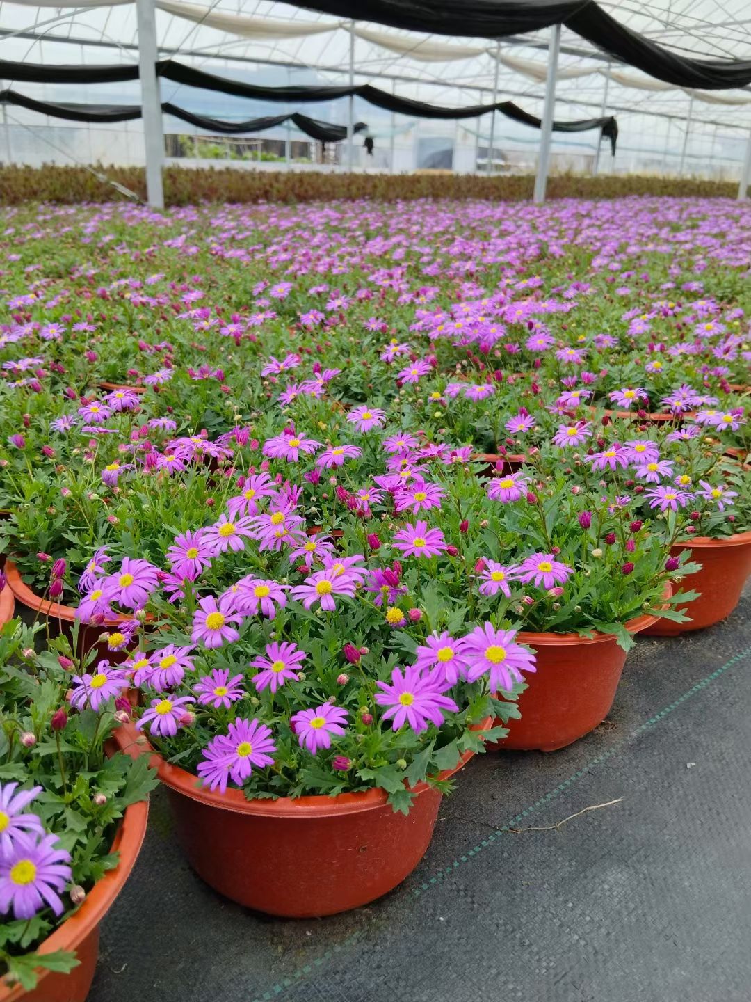 金姬小菊