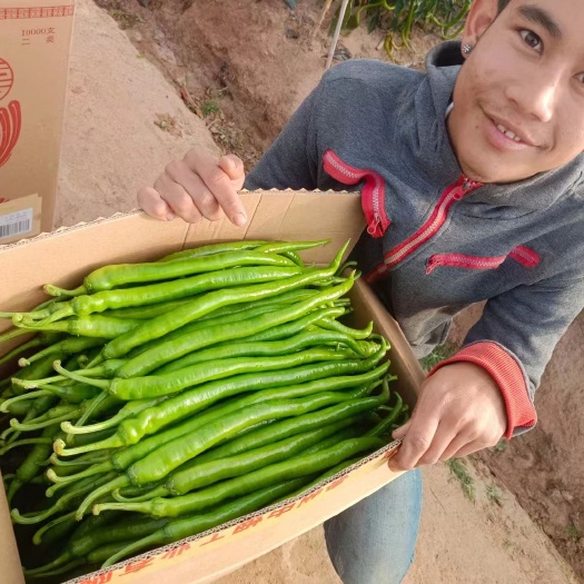 长沙县优质品二荆条辣椒