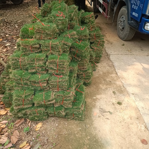 南宁马尼拉草皮