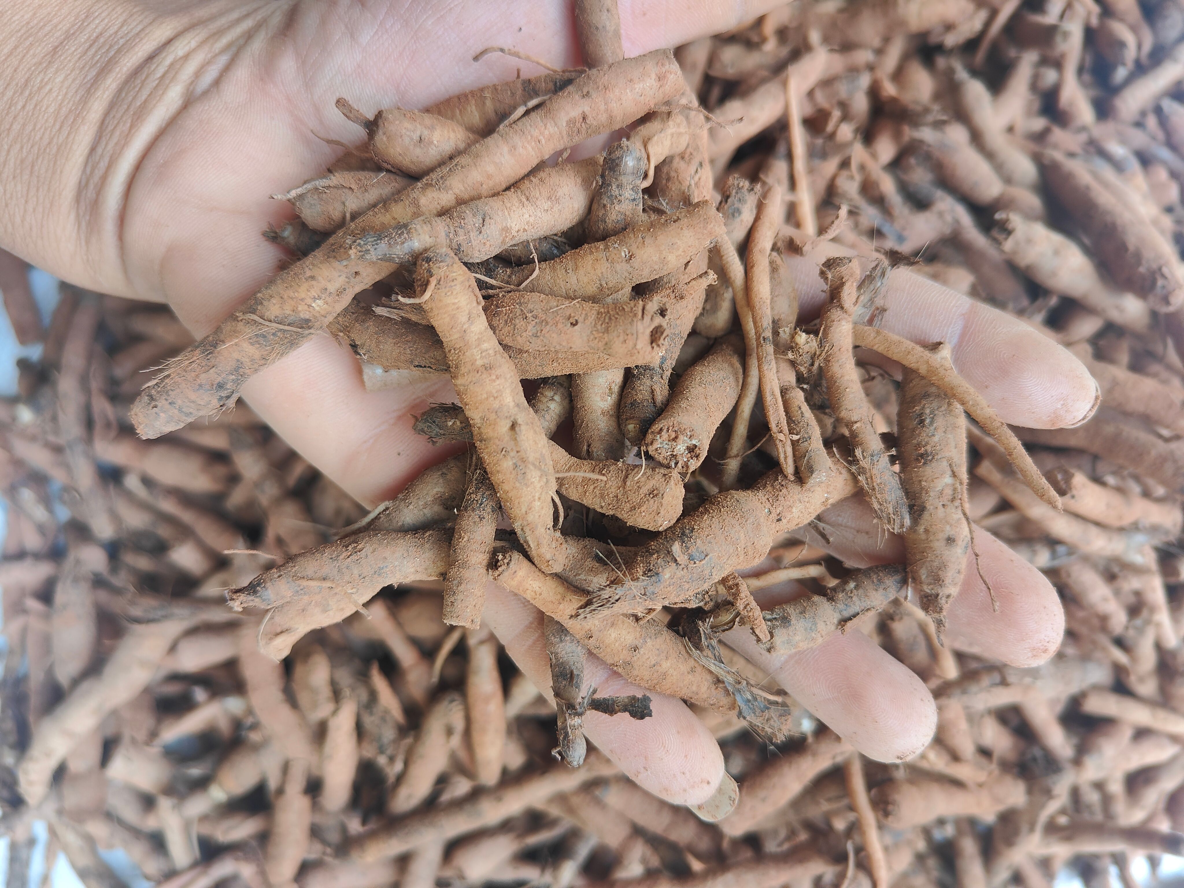 云南普洱仙茅_鲜货