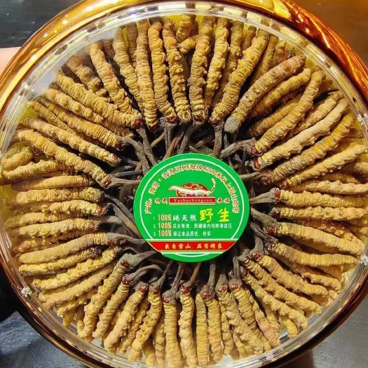 冬虫夏草