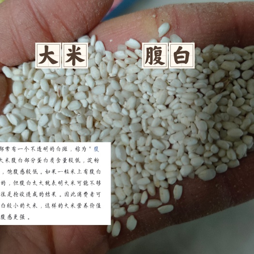 扬州大米饲料腹白蛋白质淀粉