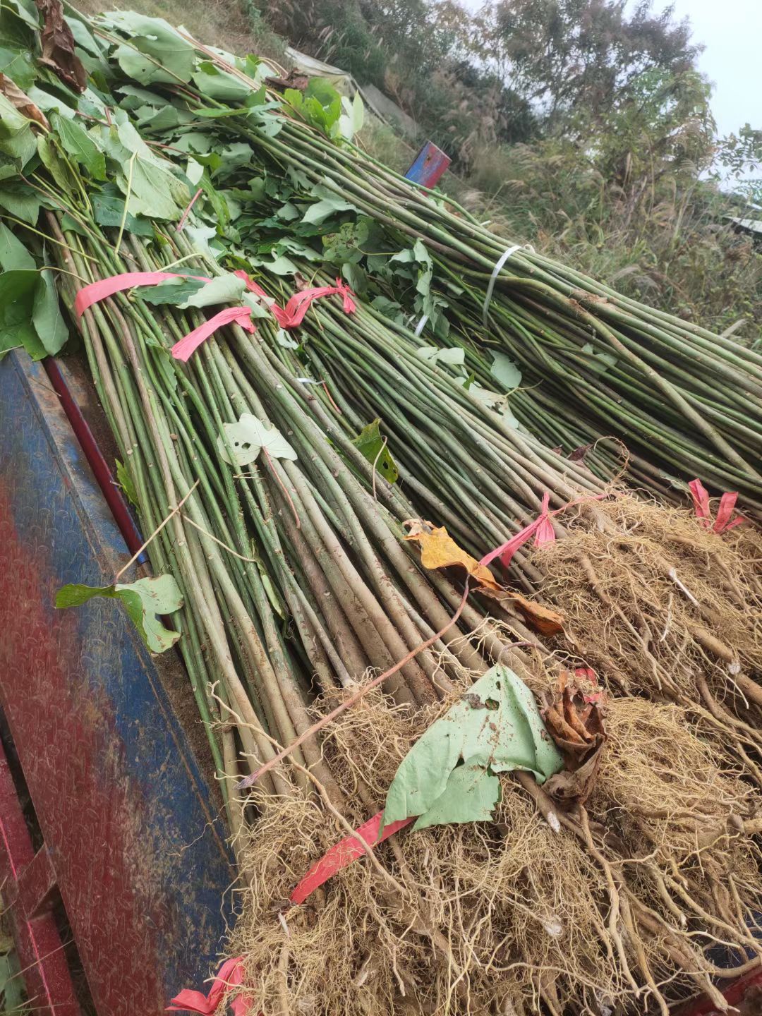 油桐2号优质三年桐，千年桐树苗质量好价格实惠