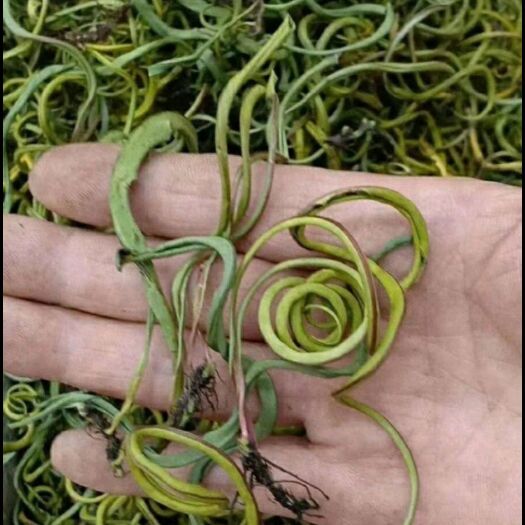 亳州化石草 小叶化石草 大叶化石草【假一赔十】