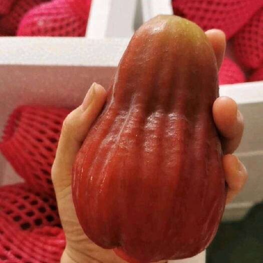 灵山县黑糖芭比莲雾苗  耐寒品种
新品种 嫁接苗 营养杯苗