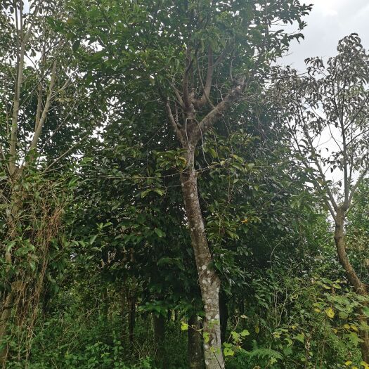 钦州胭脂树地苗