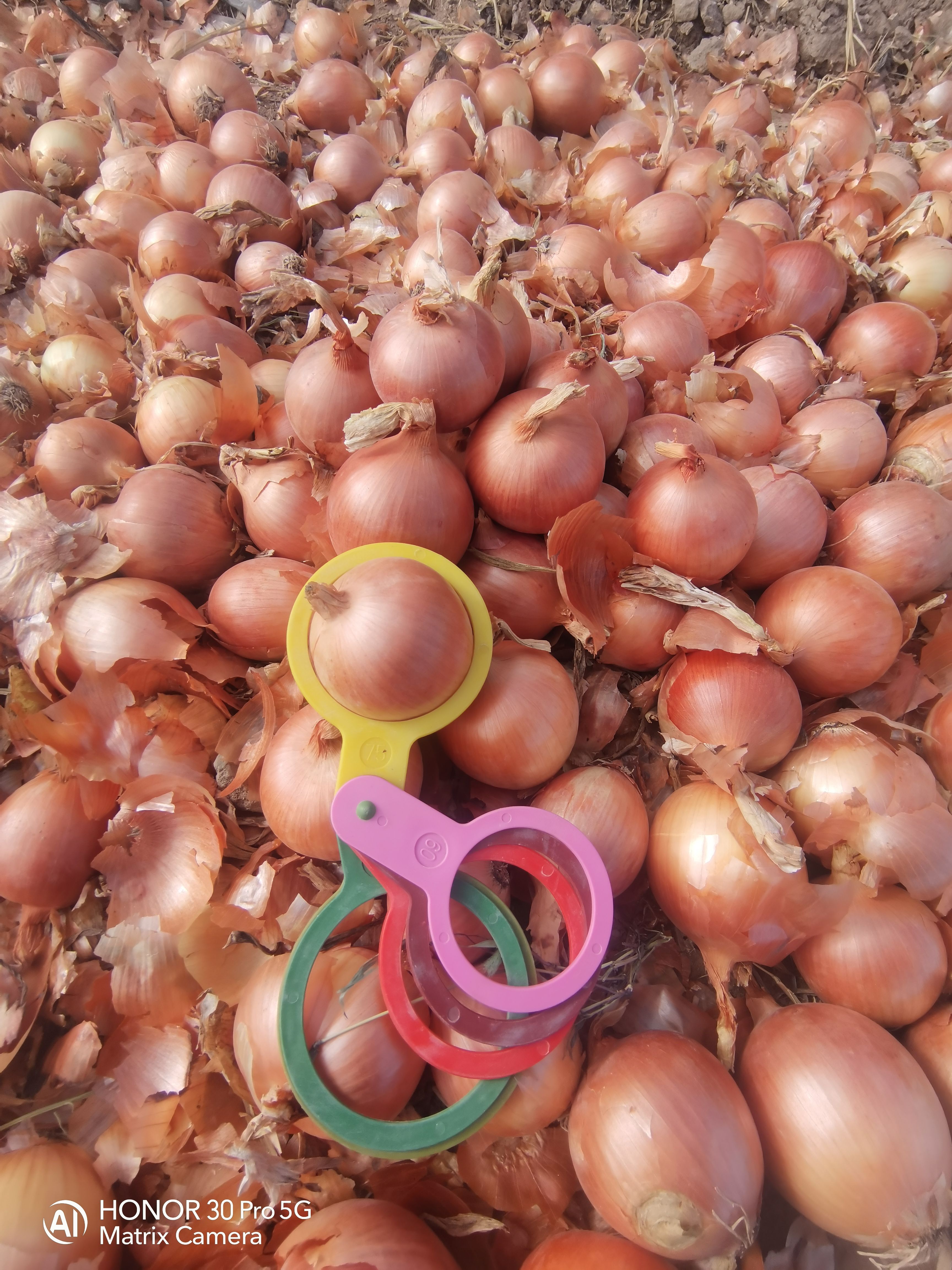 Onion 外贸 高标 Yellow onion