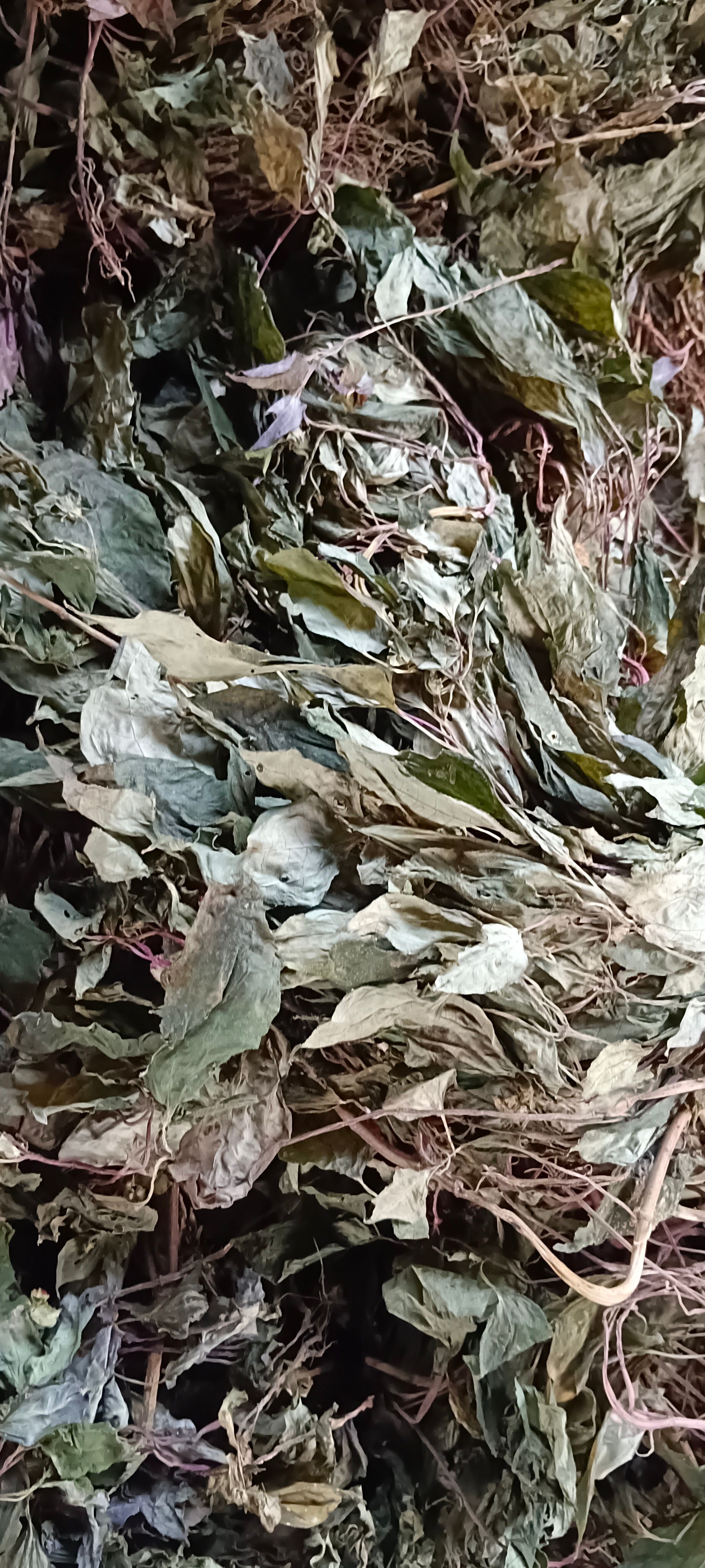 大叶风柜斗草干货