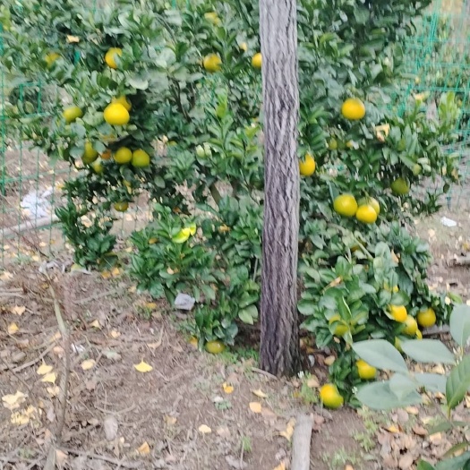 金华甜橘柚