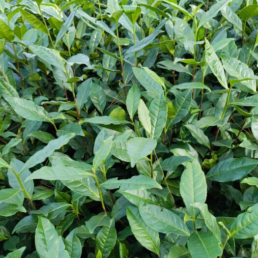 雅安福鼎大白，福鼎大豪，茶苗