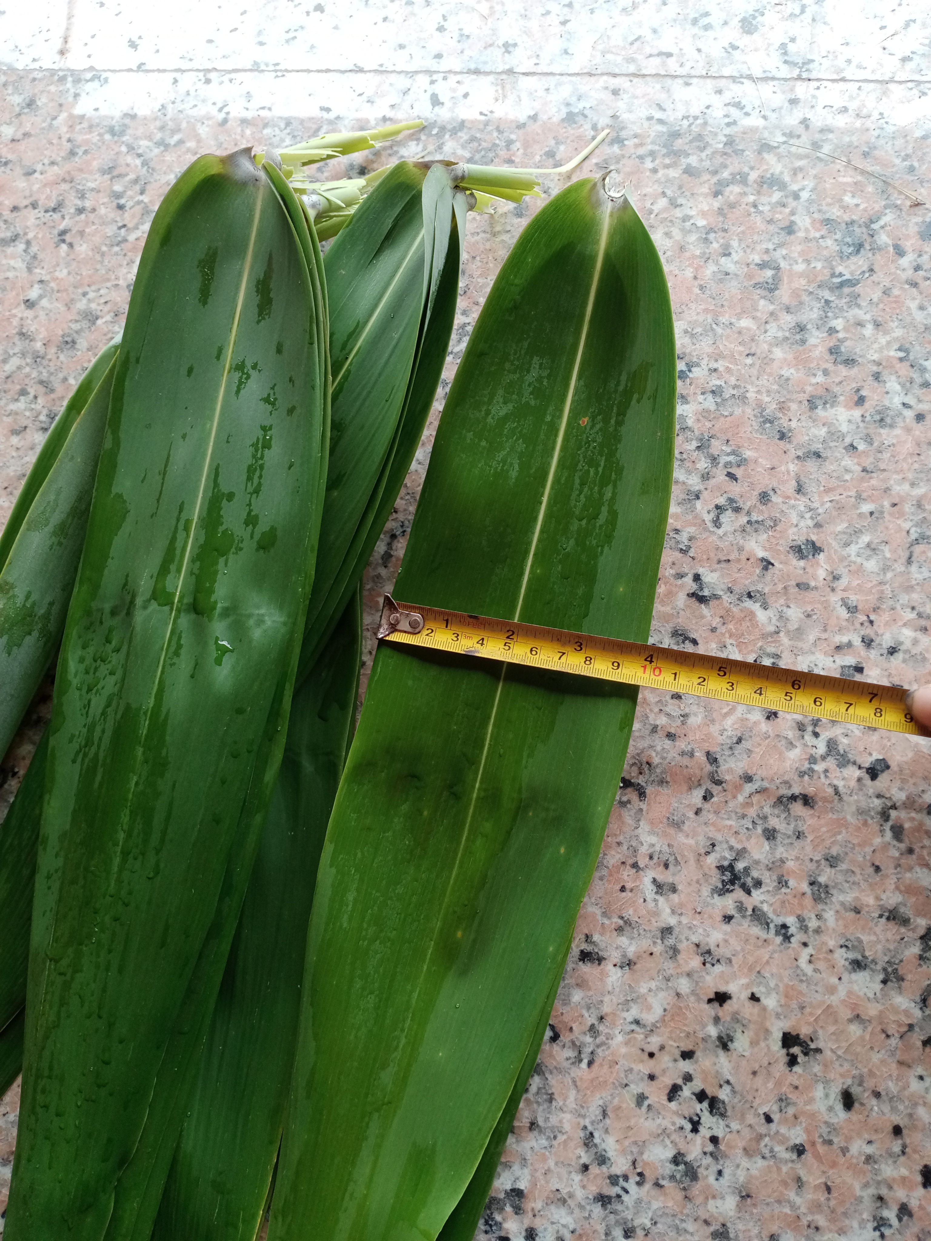 广东粽子叶