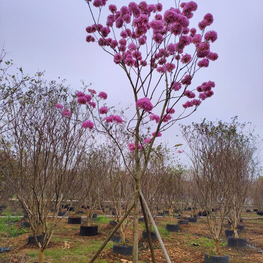 佛山紫花风铃