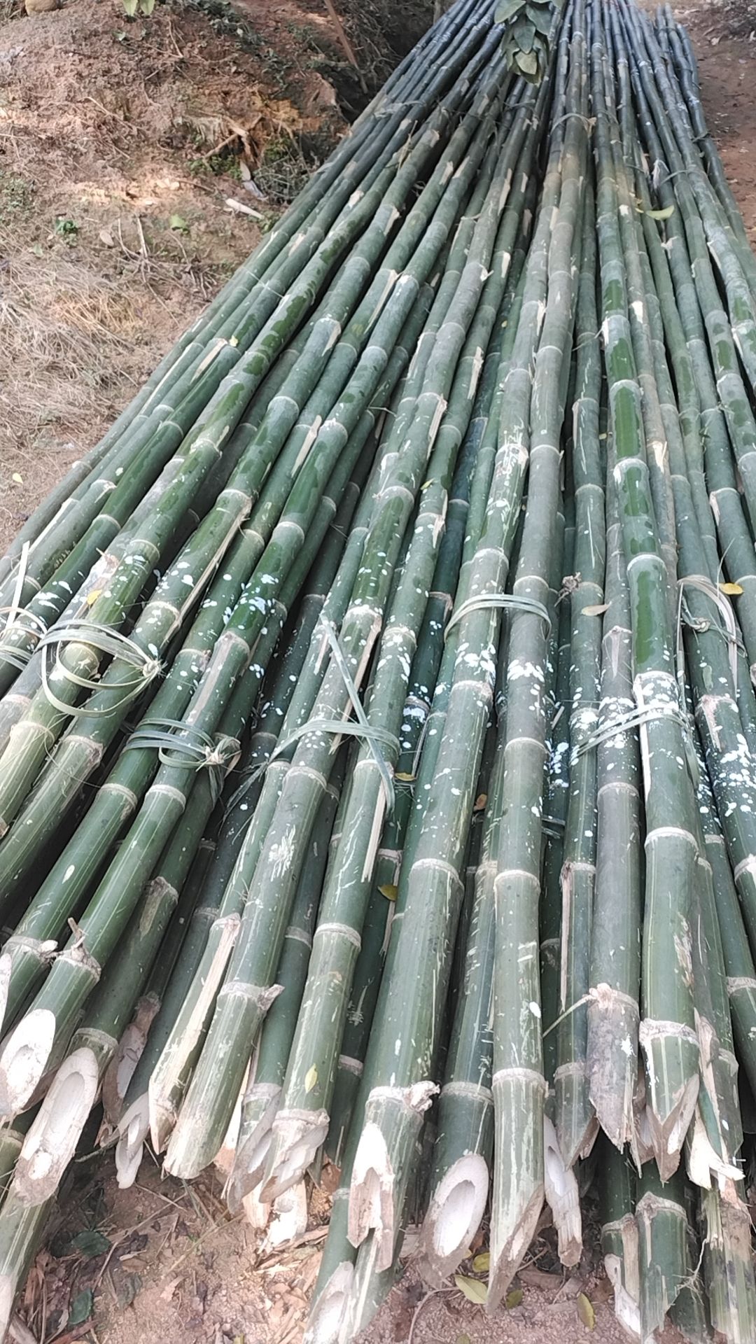 排山竹 搭架竹 8米