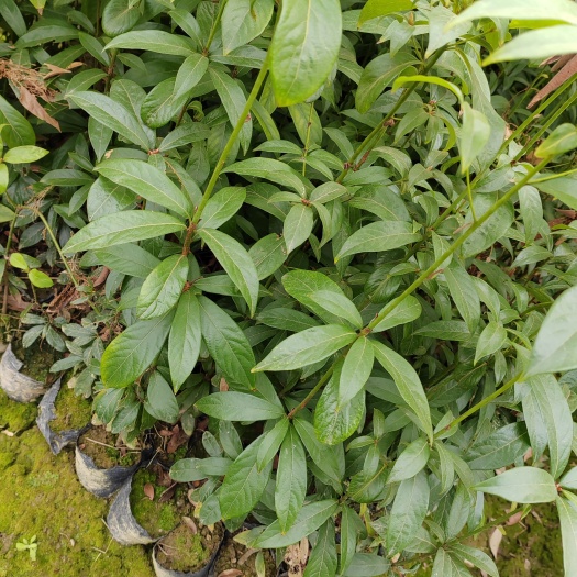 奉新县大量供应金丝楠木小苗30—1米高度，楠木杯苗基地批发一手货源