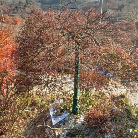余姚市红羽毛枫\