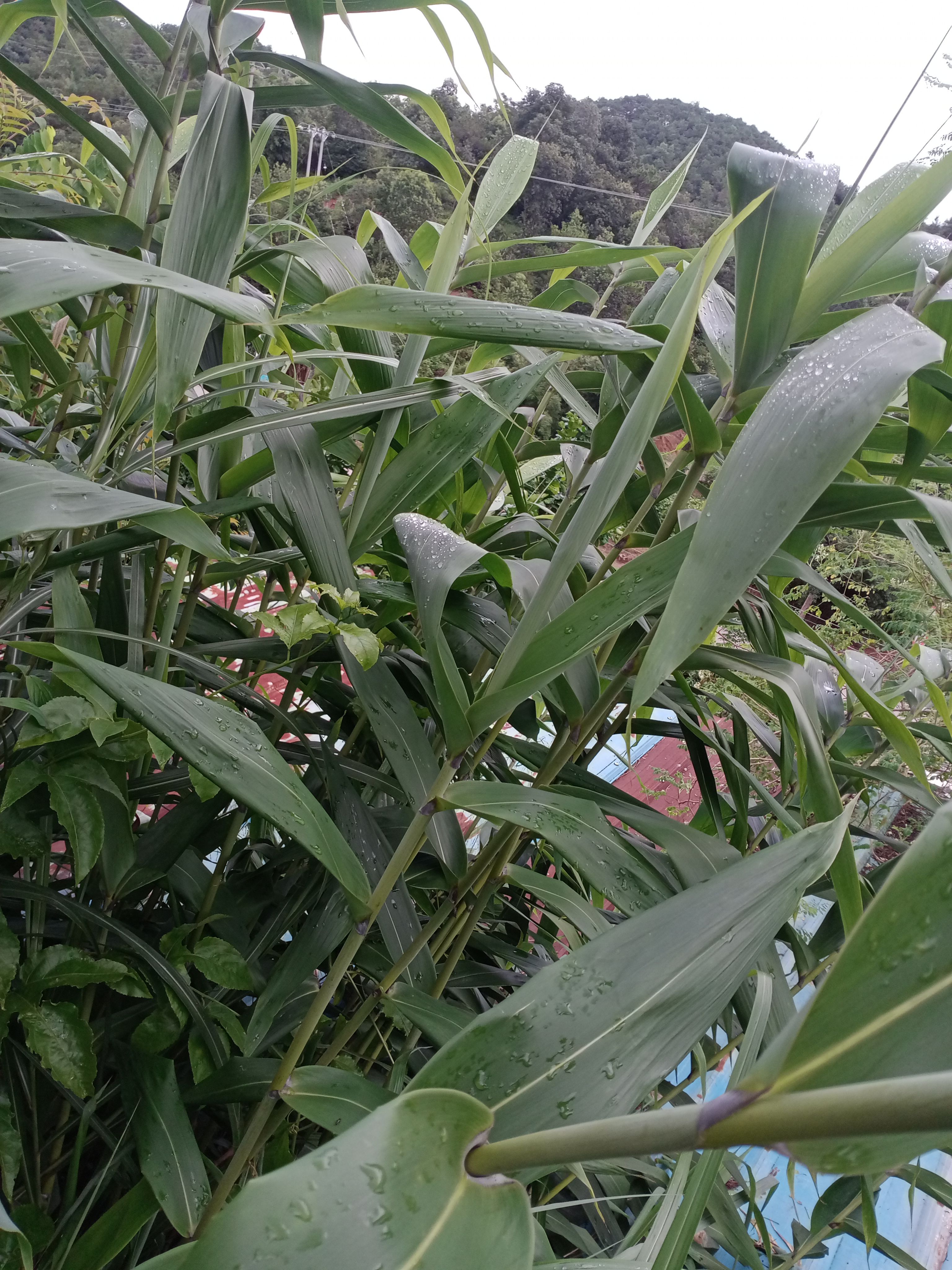 广东粽子叶