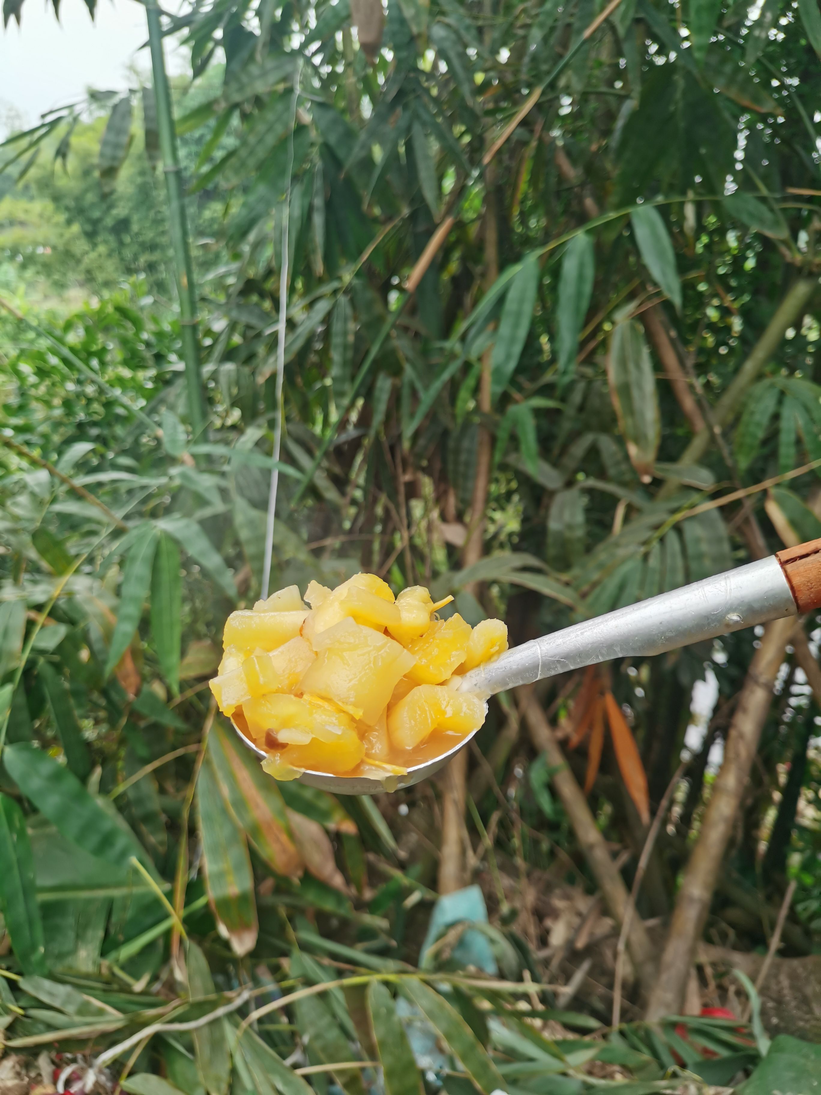 黄肉木薯，剥皮真空冷冻，糖水店餐饮批发专，百亩基地专注品质。