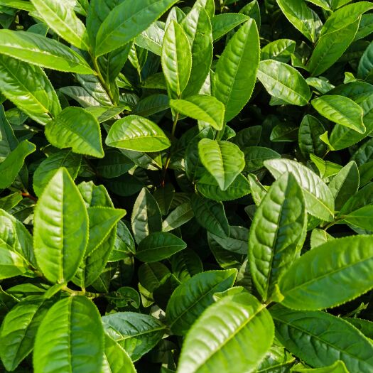 雅安茶苗白豪131茶苗