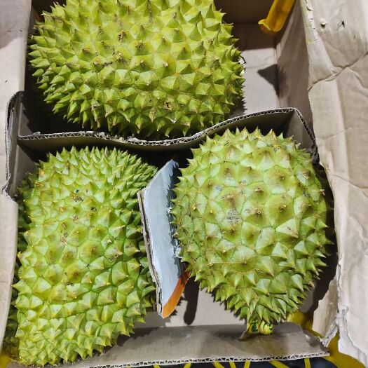 彭州市泰国榴莲