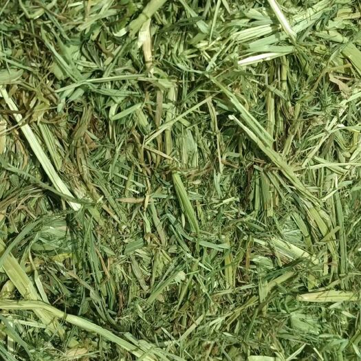 阿旗优质燕麦草，基地发货